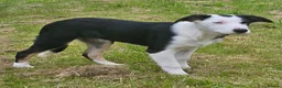 Border Collie dogs for sale: ISDS Border Collie Pups - Advert 13