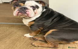 English Bulldog dogs for sale: Lovely English Bulldog boy - Image 3