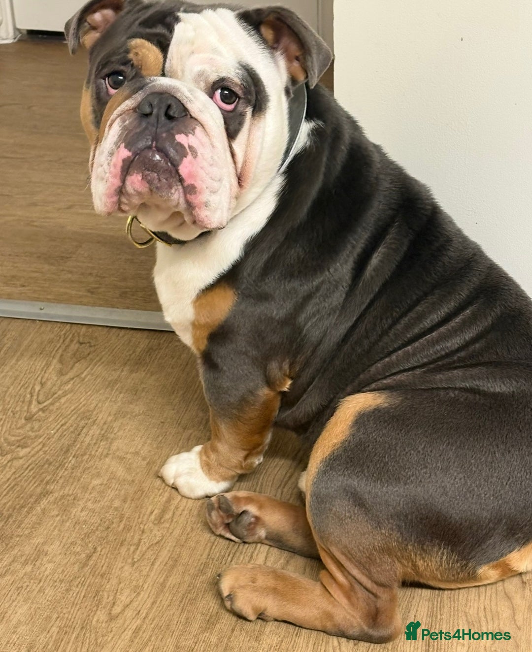 English Bulldog dogs for sale: Lovely English Bulldog boy - Image 3