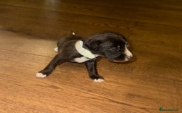 Mixed Breed dogs for sale: Stunning F1 Beddy Whippet Pups — Hearts Will Melt - Advert 19