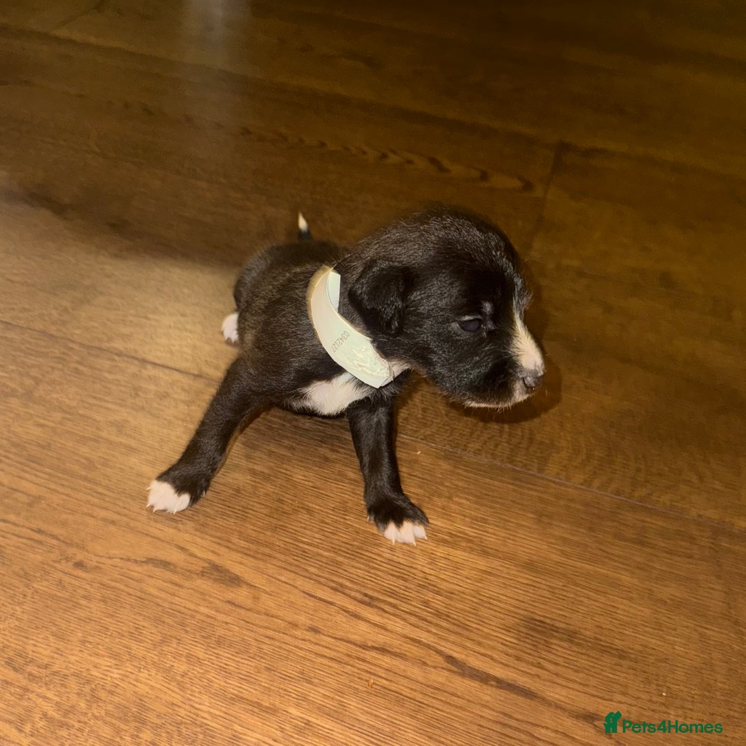 Mixed Breed dogs for sale: Stunning F1 Beddy Whippet Pups — Hearts Will Melt - Advert 19