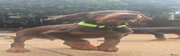 Dobermann dogs for sale: Working / showline doberman pups  - Advert 3