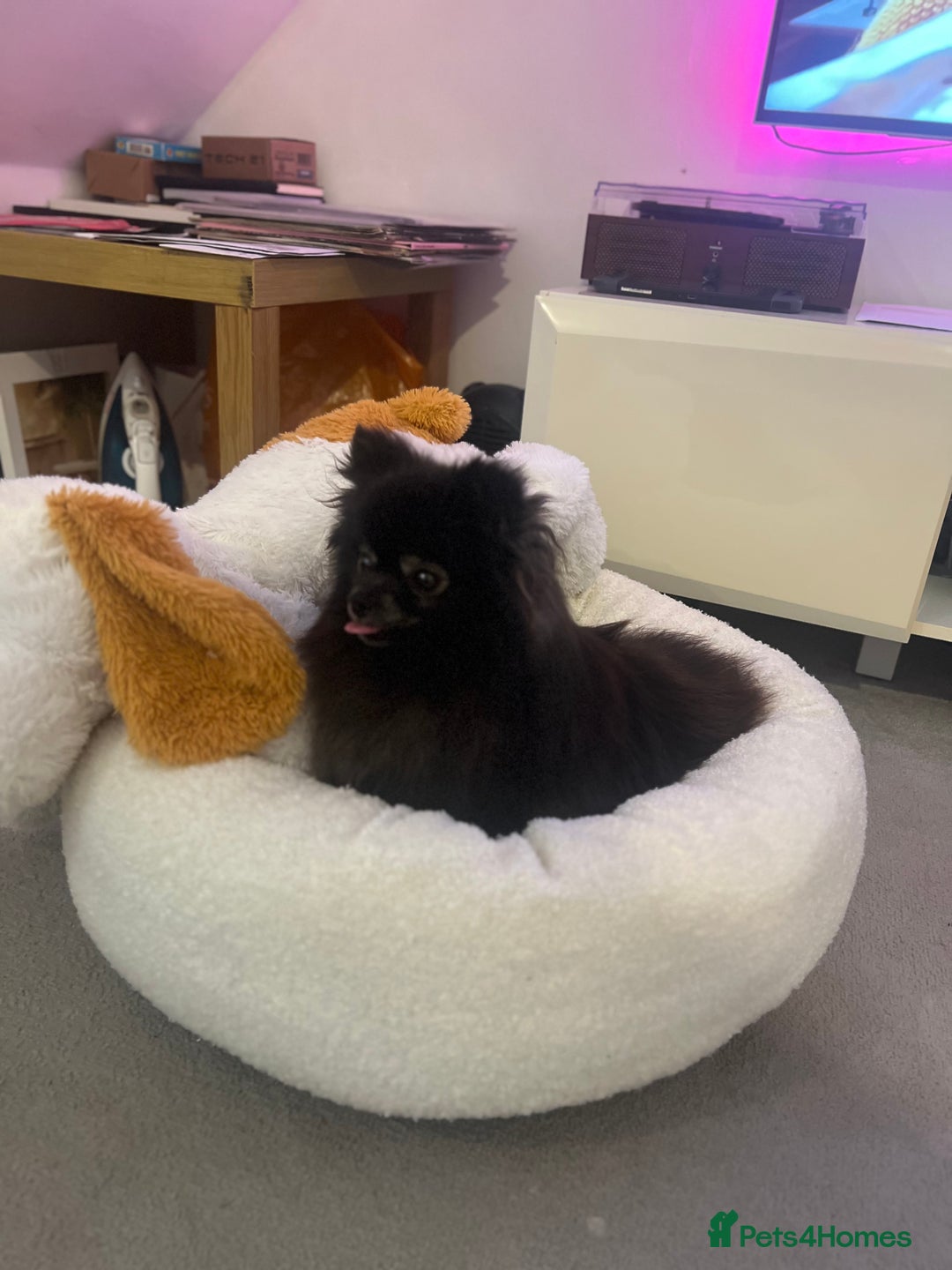 Pomeranian dogs for sale: KC, miniature Pomeranian - Image 6
