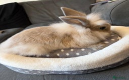 Lionhead rabbits for sale: Beautiful Lionhead/Mixed breed baby rabbits  - Image 3