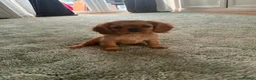 Cavalier King Charles Spaniel dogs for sale: Ruby Cavalier King Charles Spaniel Puppy’s  - Advert 4