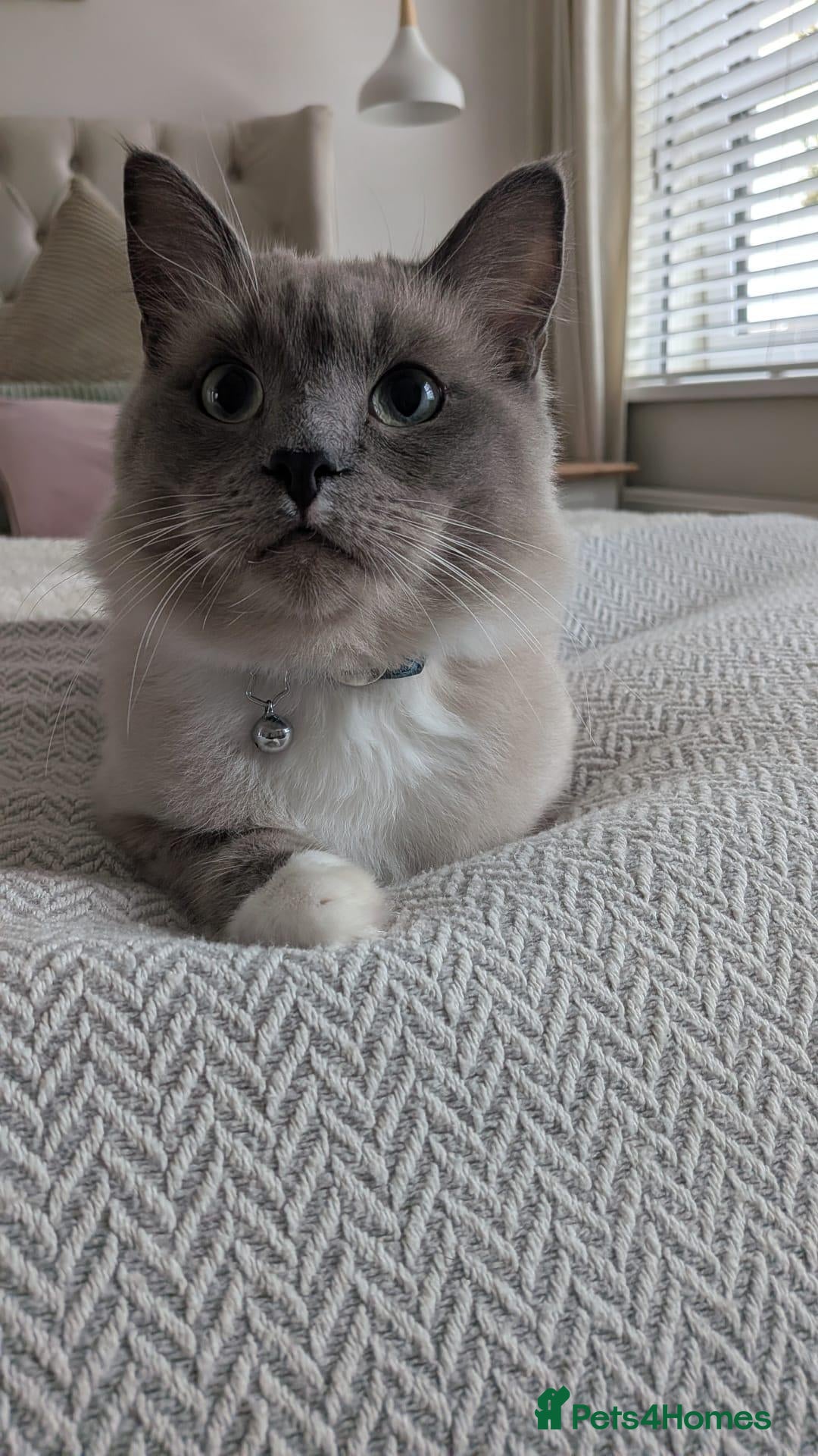Ragdoll cats Beautiful young male mink ragdoll - Advert 18