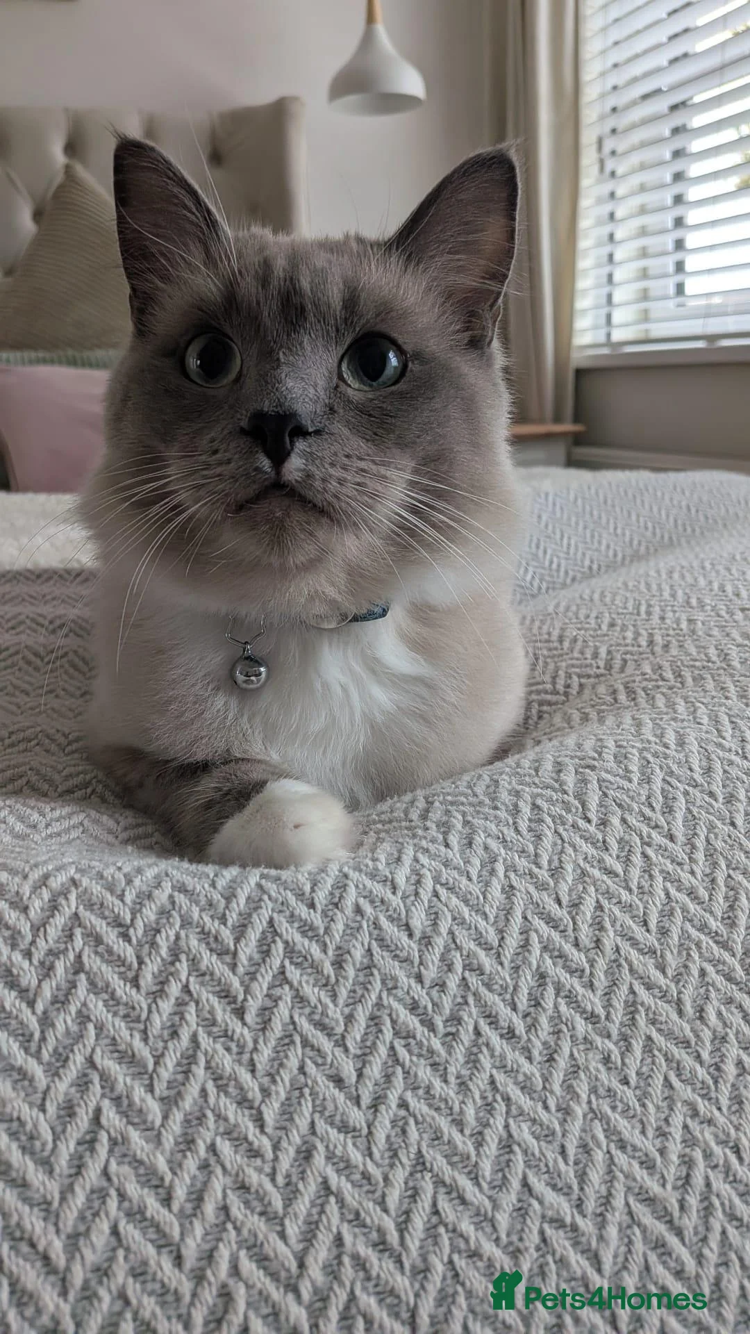 Ragdoll cats for sale: Beautiful young male mink ragdoll - Advert 1