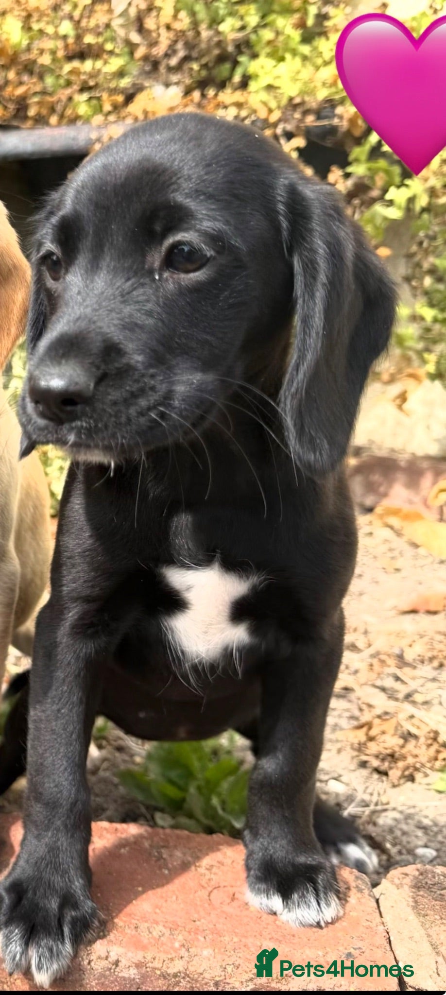 Cockerdor dogs Female Cockerdor puppy Labrador X Cocker Spaniel  - Advert 2