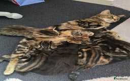 Mixed Breed cats for sale: 5 Kittens for sale - Image 39