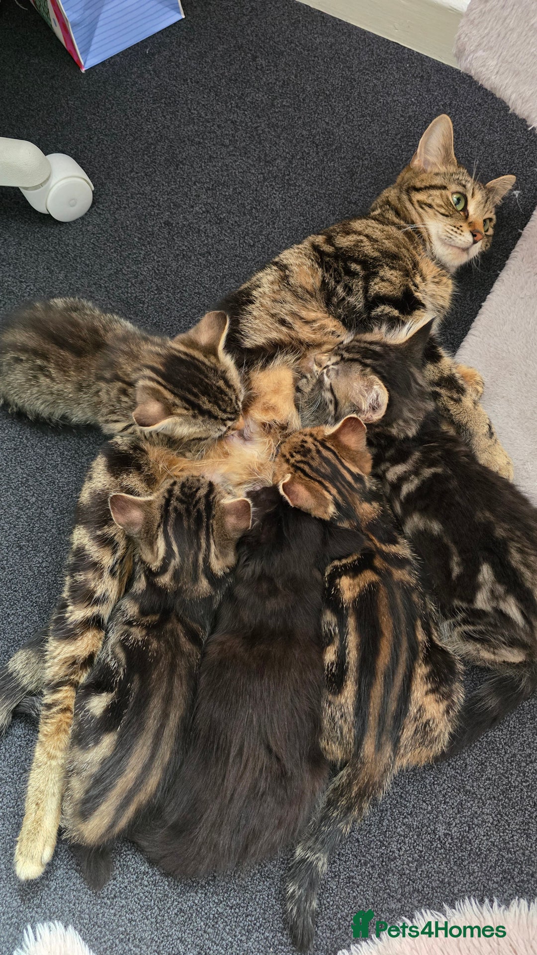 Mixed Breed cats for sale: 5 Kittens for sale - Image 39