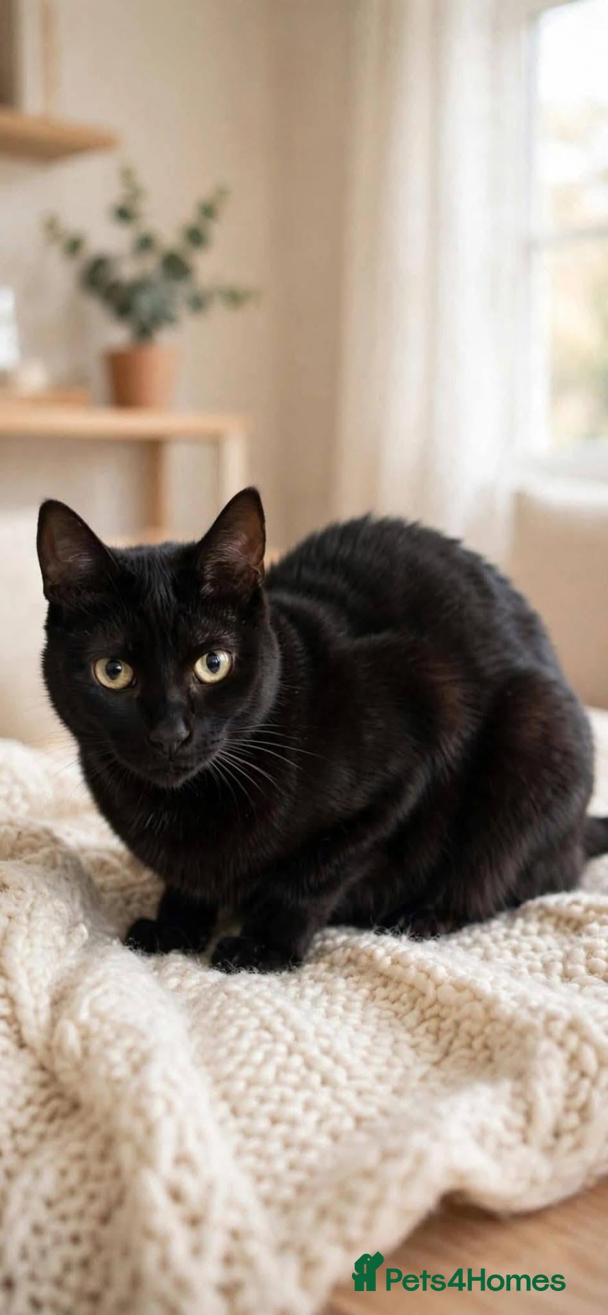 Mixed Breed cats Vampirina for adoption - Advert 2