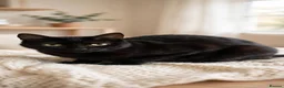 Mixed Breed cats for adoption: Vampirina for adoption - Advert 1