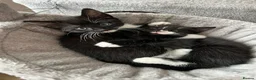 Mixed Breed cats for sale: Three adorable kittens looking for a loving home - Advert 2