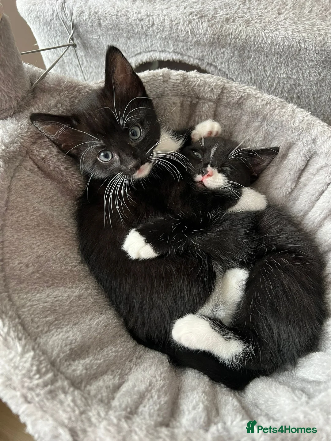Mixed Breed cats for sale: Three adorable kittens looking for a loving home - Advert 2
