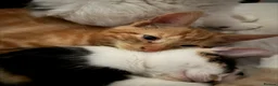 Mixed Breed cats for sale: Mixed Breed Kittens 1 M 3 F - Advert 9