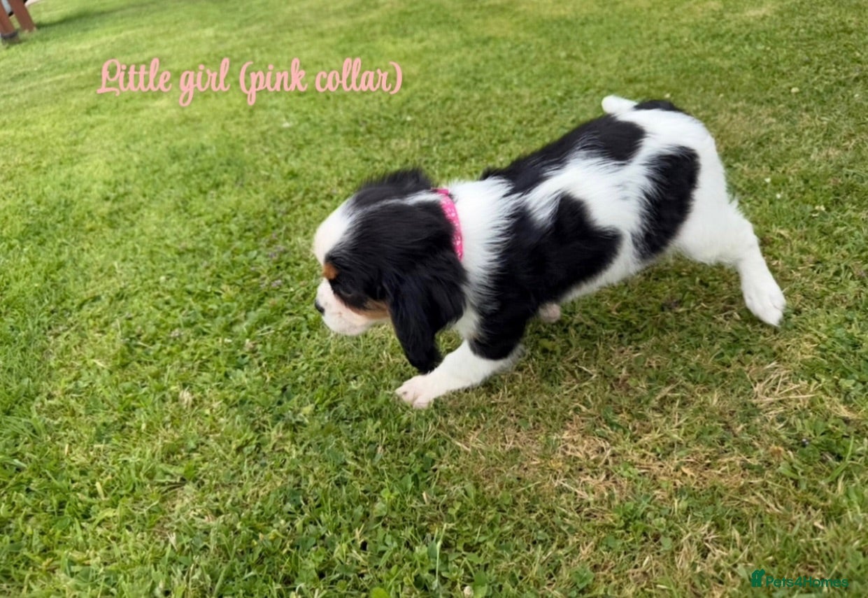 Cavalier King Charles Spaniel dogs Beautiful health tested cavalier King Charles  - Advert 10