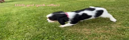 Cavalier King Charles Spaniel dogs for sale: Beautiful health tested cavalier King Charles  - Advert 26