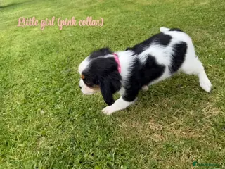 Cavalier King Charles Spaniel dogs Beautiful health tested cavalier King Charles - Advert 10
