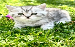 British Shorthair cats for sale: Taby British short hair kittens  - Image 4