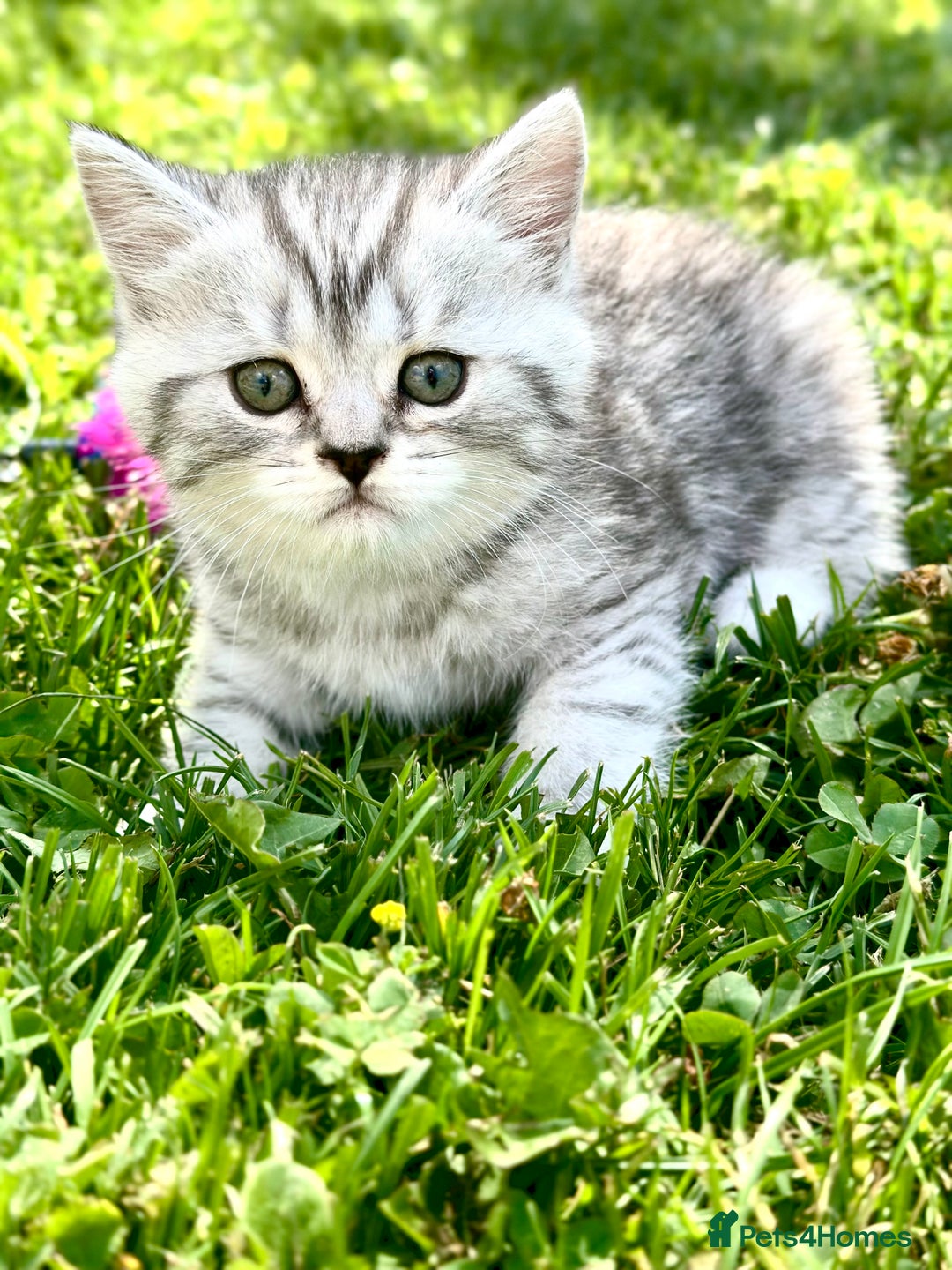 British Shorthair cats for sale: Taby British short hair kittens  - Image 4