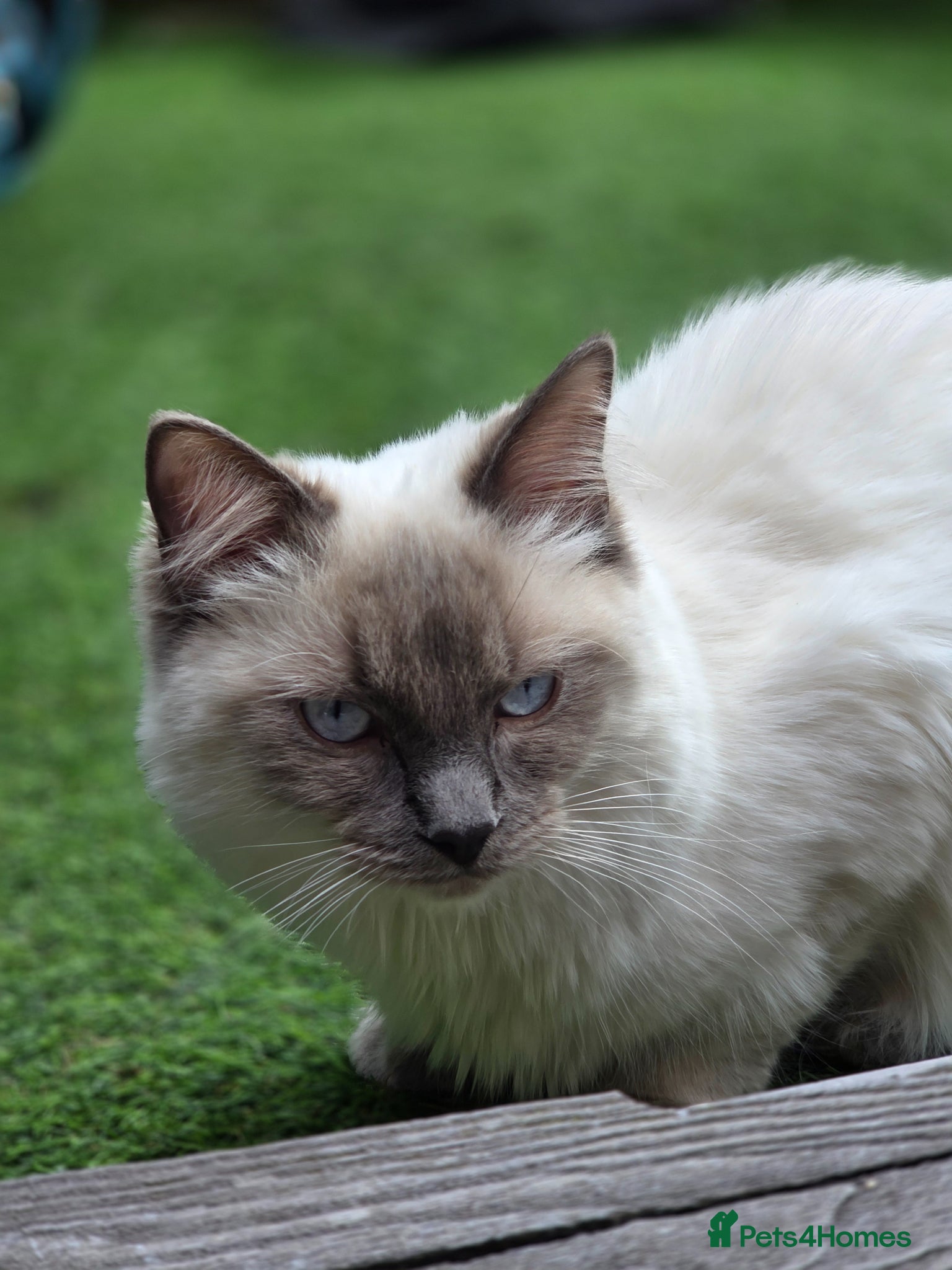 Ragdoll cats pure ragdoll blue point - Advert 1