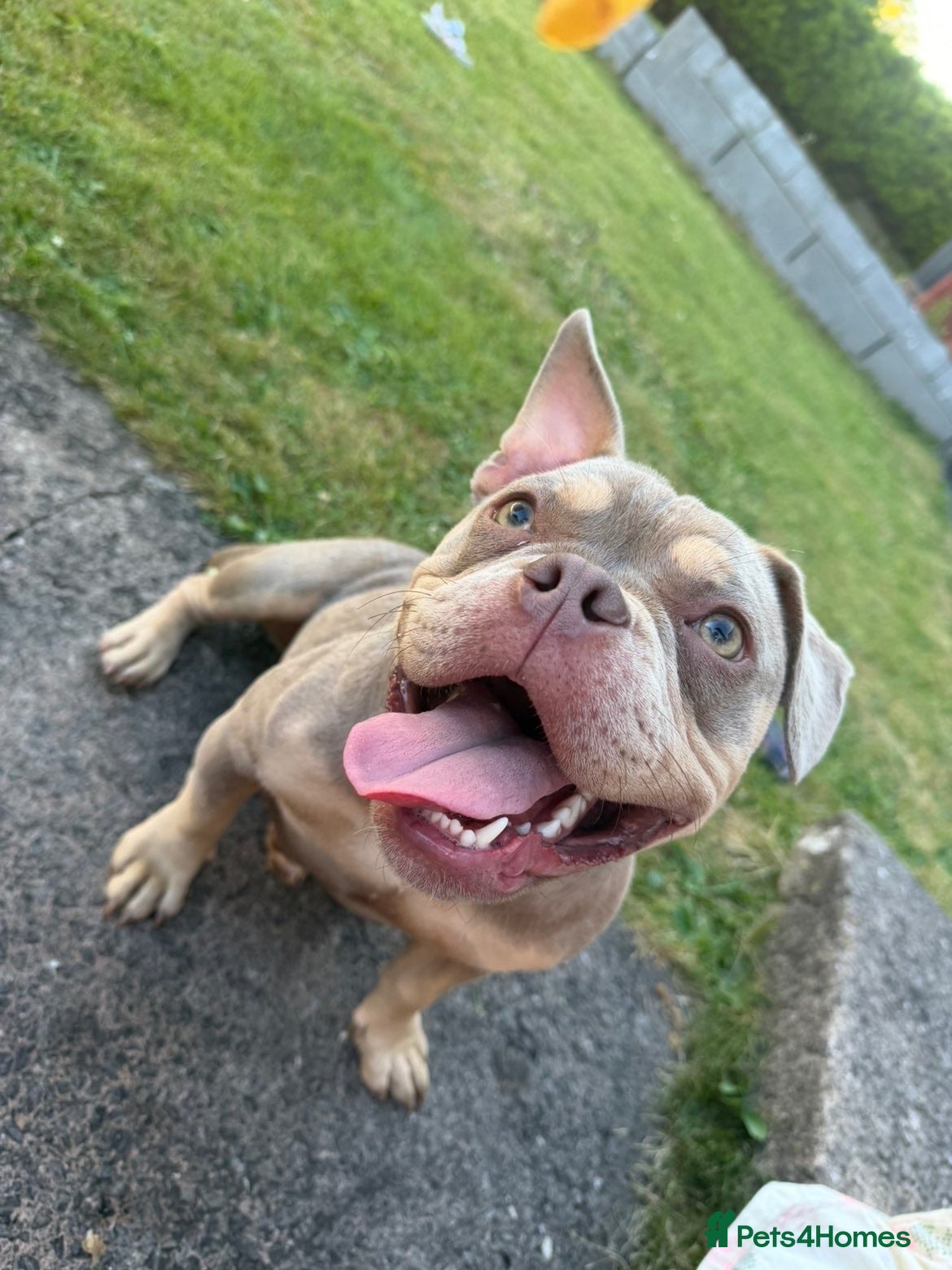 Mixed Breed dogs Beautiful pocket bully girl 🐶 - Advert 2