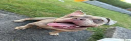 Mixed Breed dogs for sale: Beautiful pocket bully girl 🐶 - Advert 1