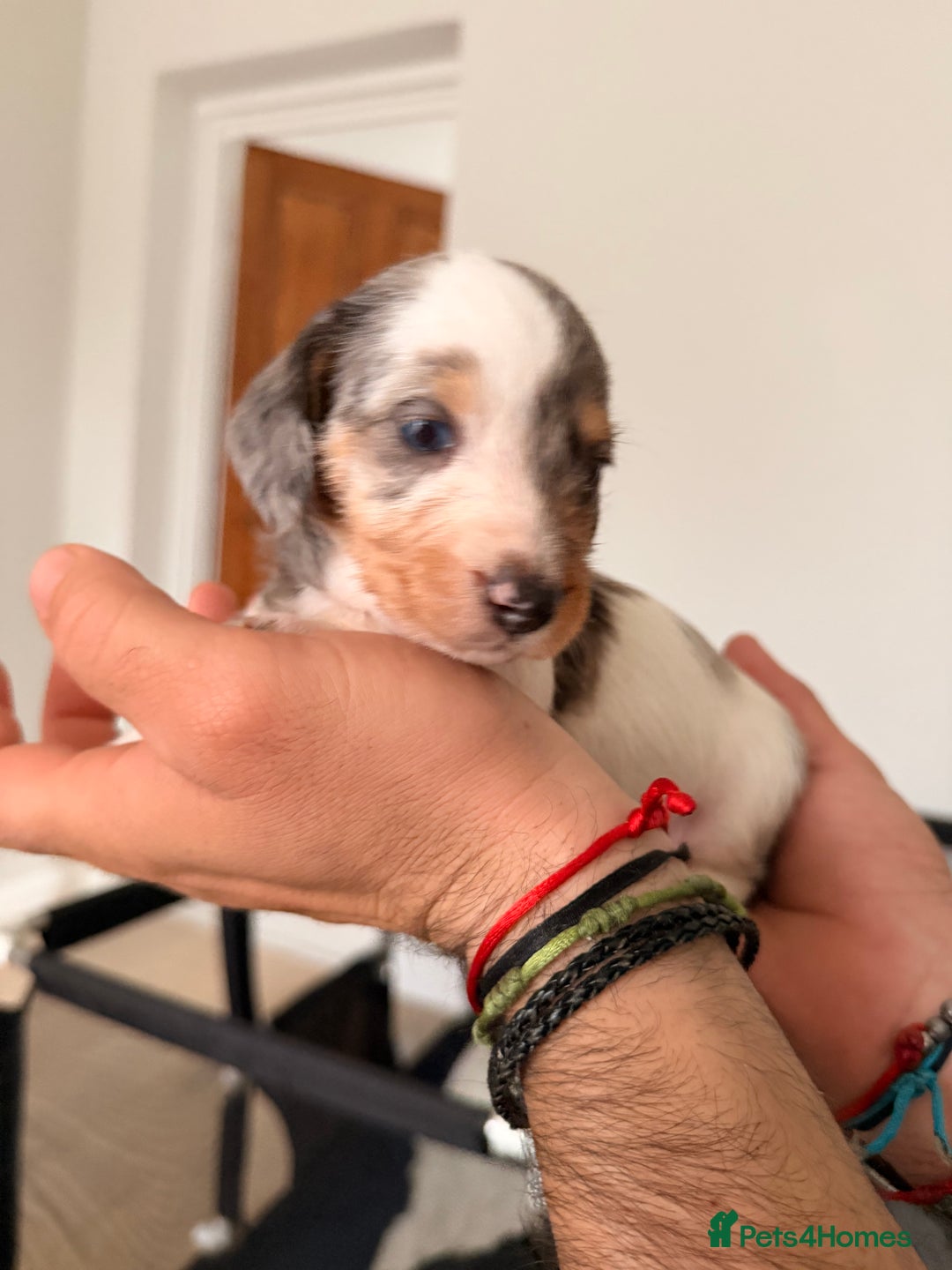 Mixed Breed dogs for sale: Miniature Dachshund × Dachshund Cockapoo Puppies - Advert 18