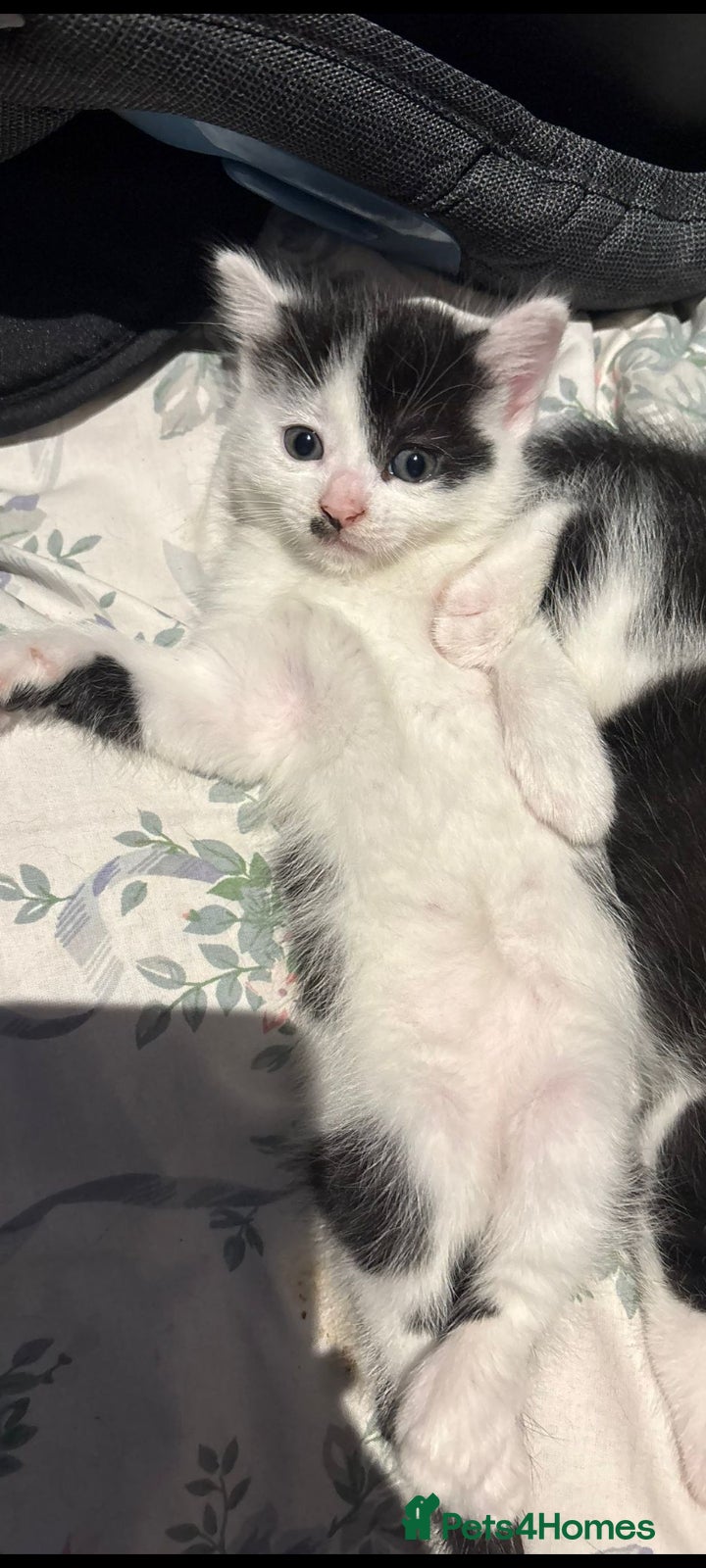 Mixed Breed cats for sale: 4 beautiful kittens.  - Advert 3