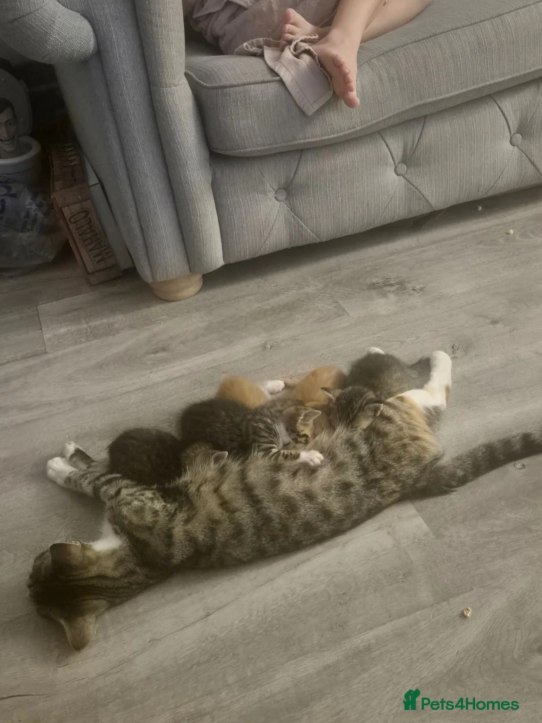 Mixed Breed cats for sale: 3 beautiful tabby kittens - Advert 1