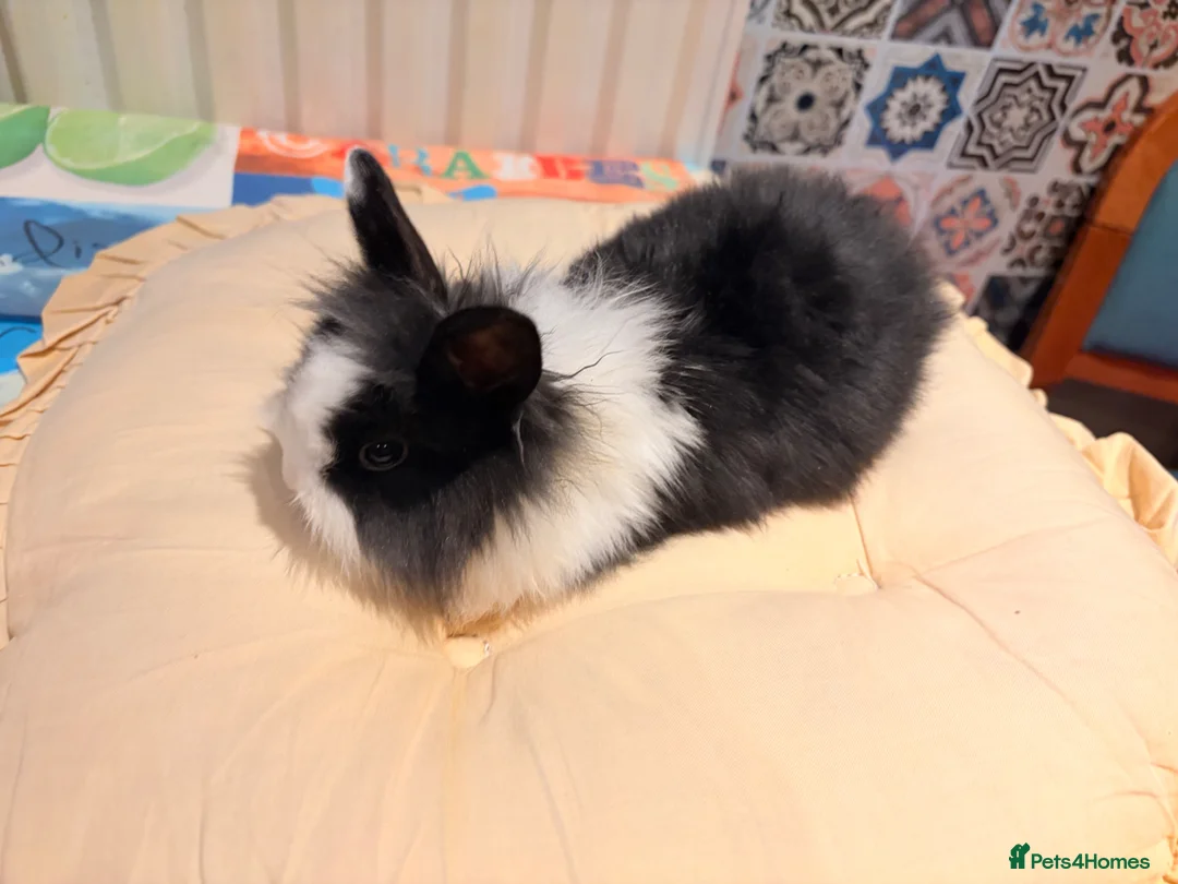 Lionhead rabbits for sale: Lion head bunny - Advert 4