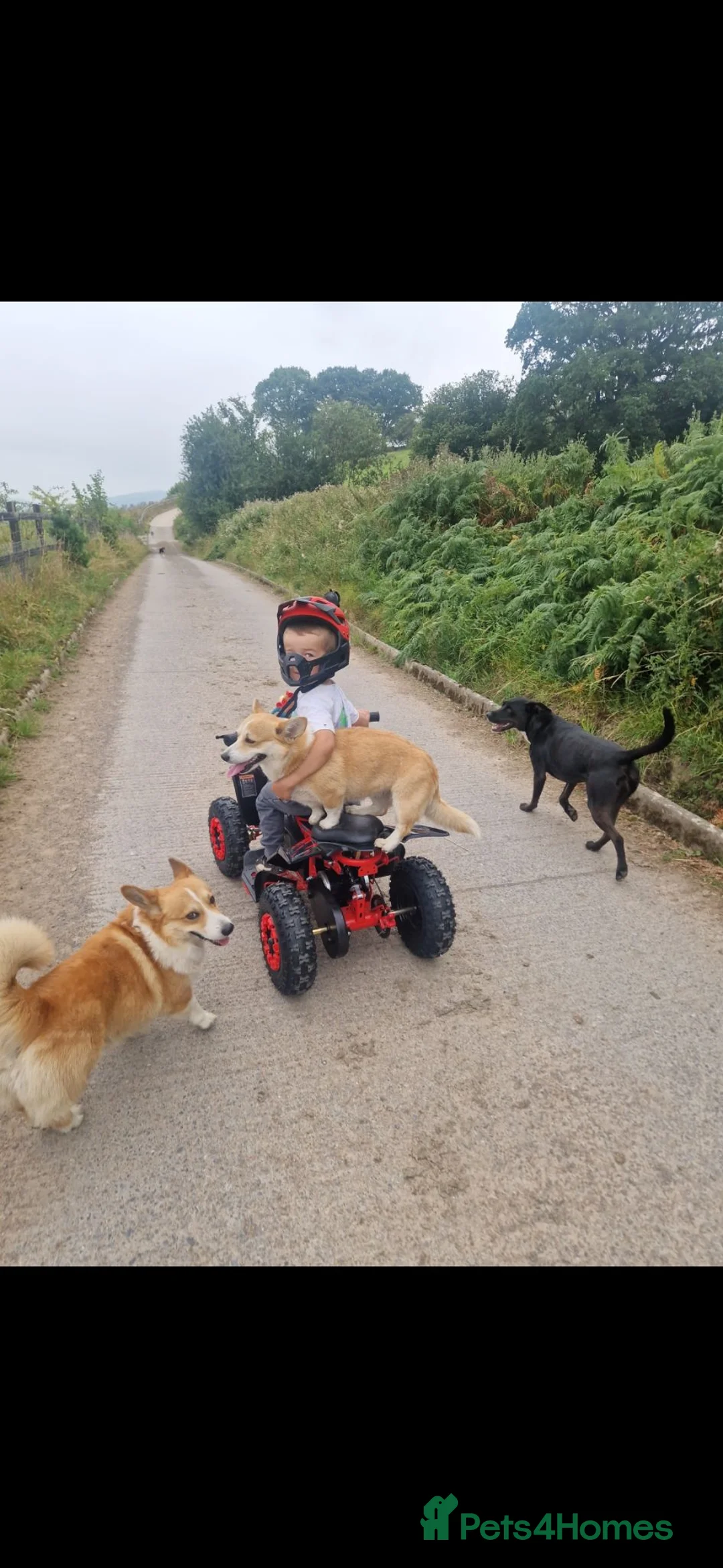 Welsh Corgi Pembroke dogs for sale: Pembroke corgi pups - Advert 27