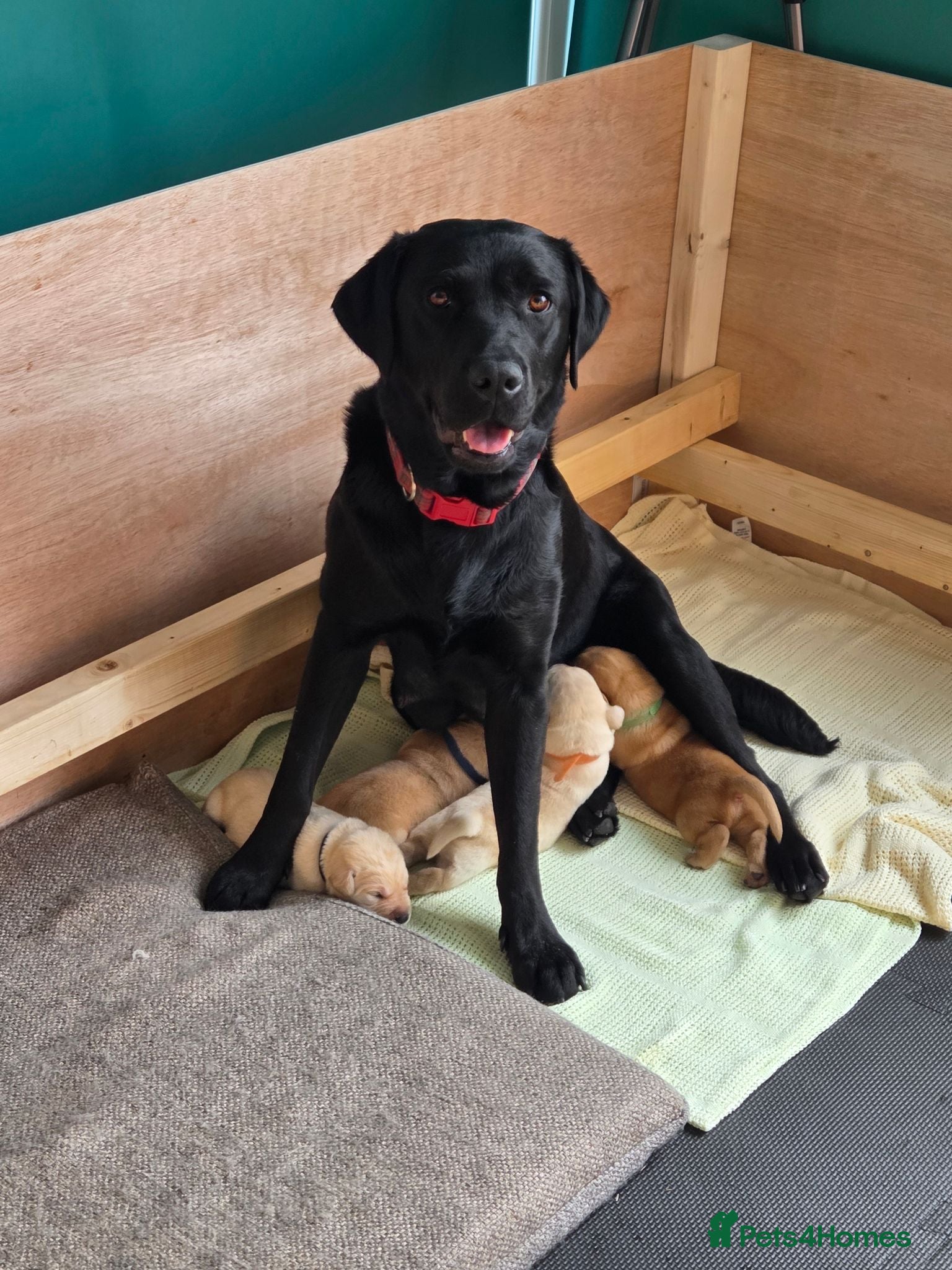 Labrador Retriever dogs Beautiful labrador puppies  - Advert 1