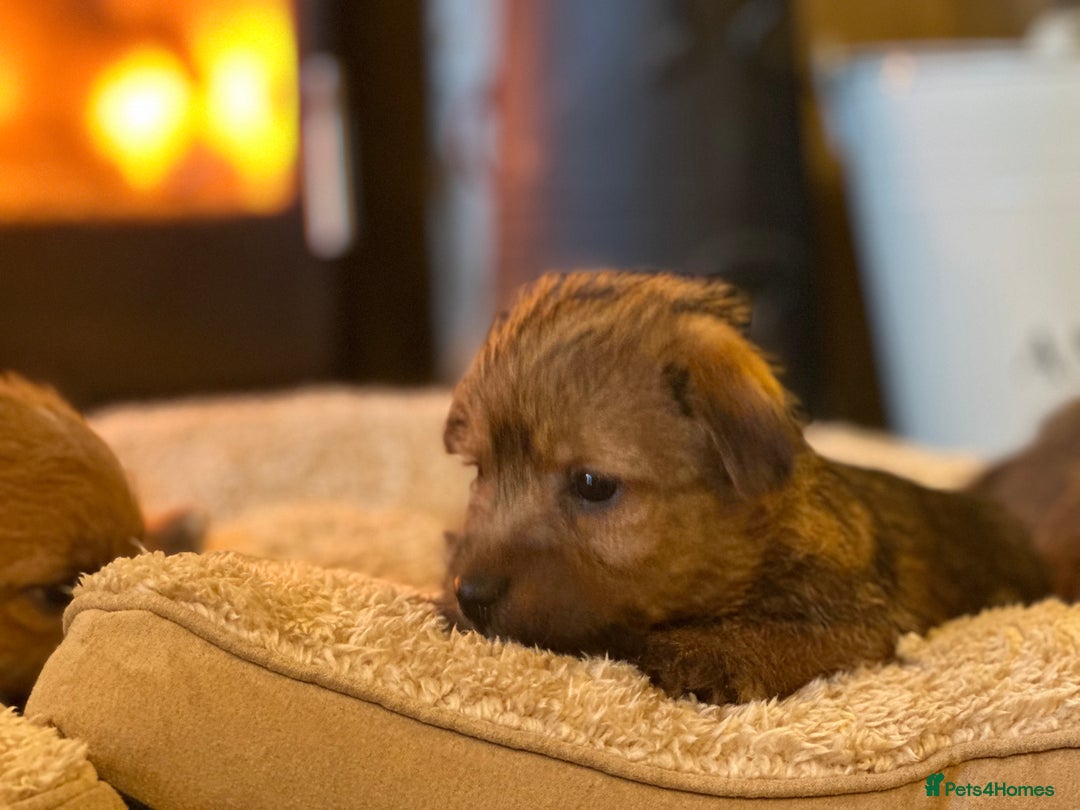 Norfolk Terrier dogs for sale: Stunning kc reg norfolk terrier boys  - Advert 7