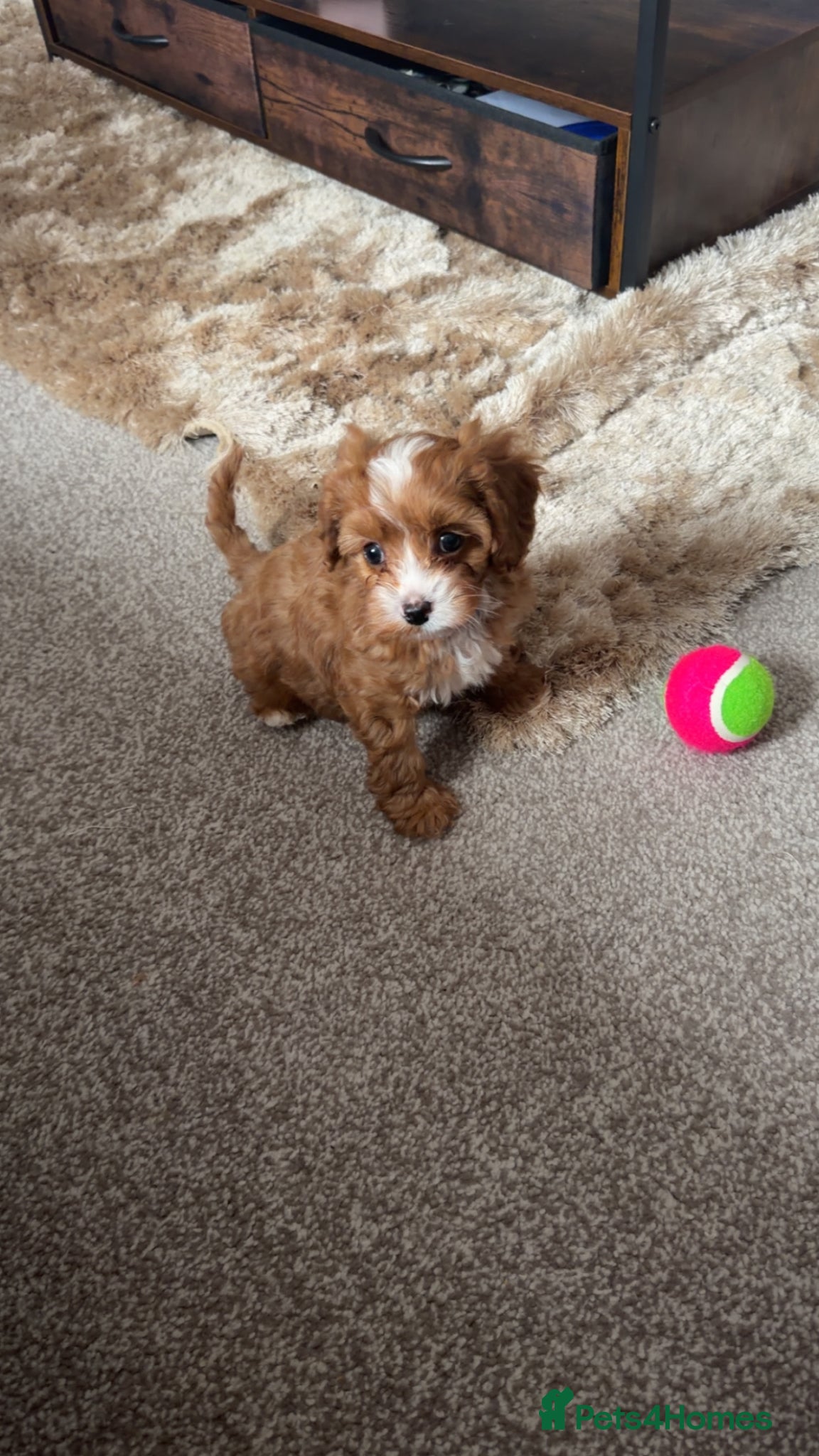 Cavapoo dogs READY NOW F1’S & 🥰dna health clear parents,💙🩷  - Advert 1