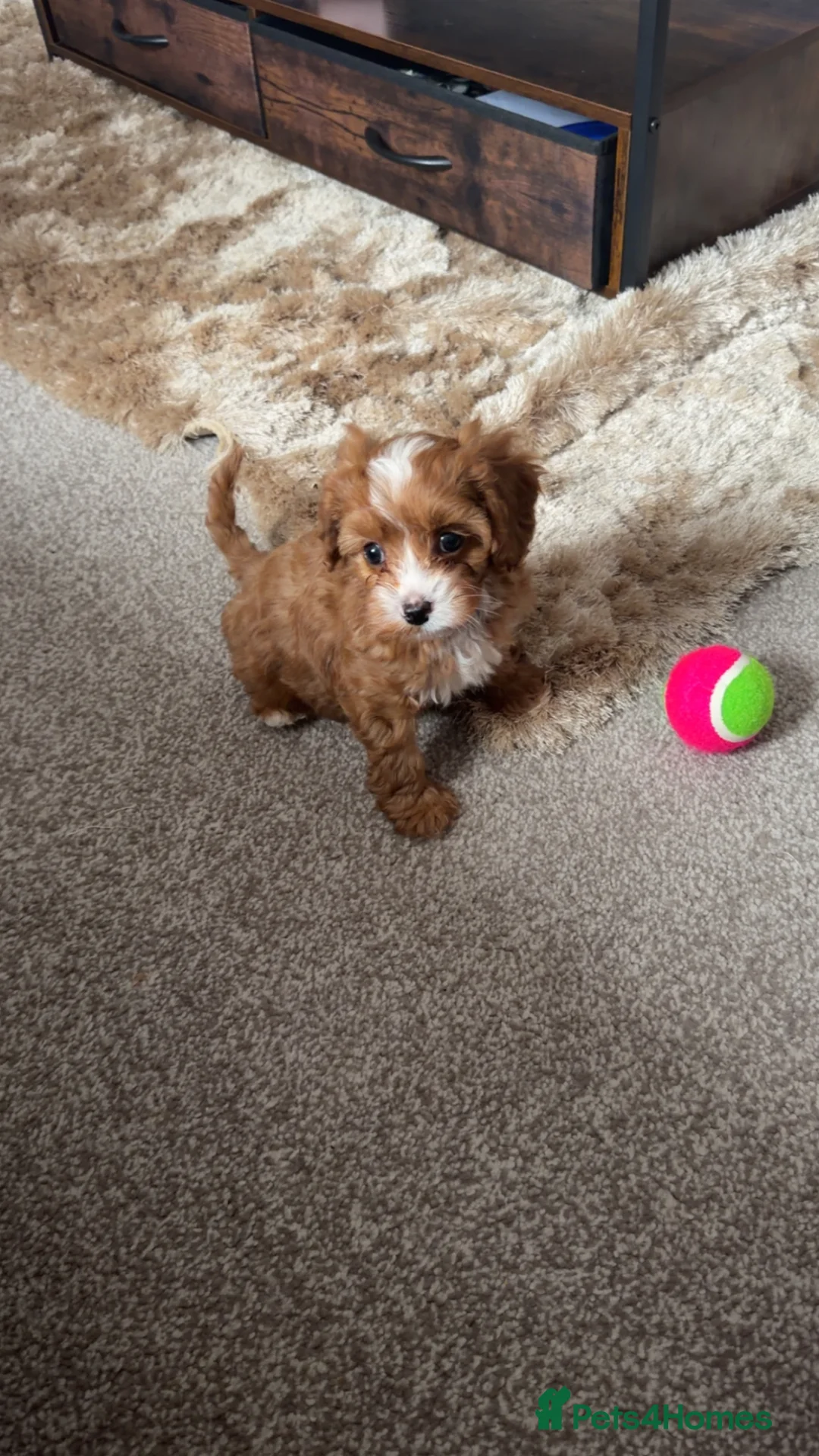 Cavapoo dogs for sale: 🏆REDUCED READYNOW F1🥰dna health clear parents🩷  - Advert 1