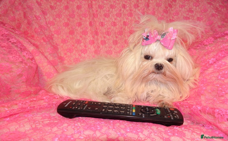 Maltese dogs - Advert 1