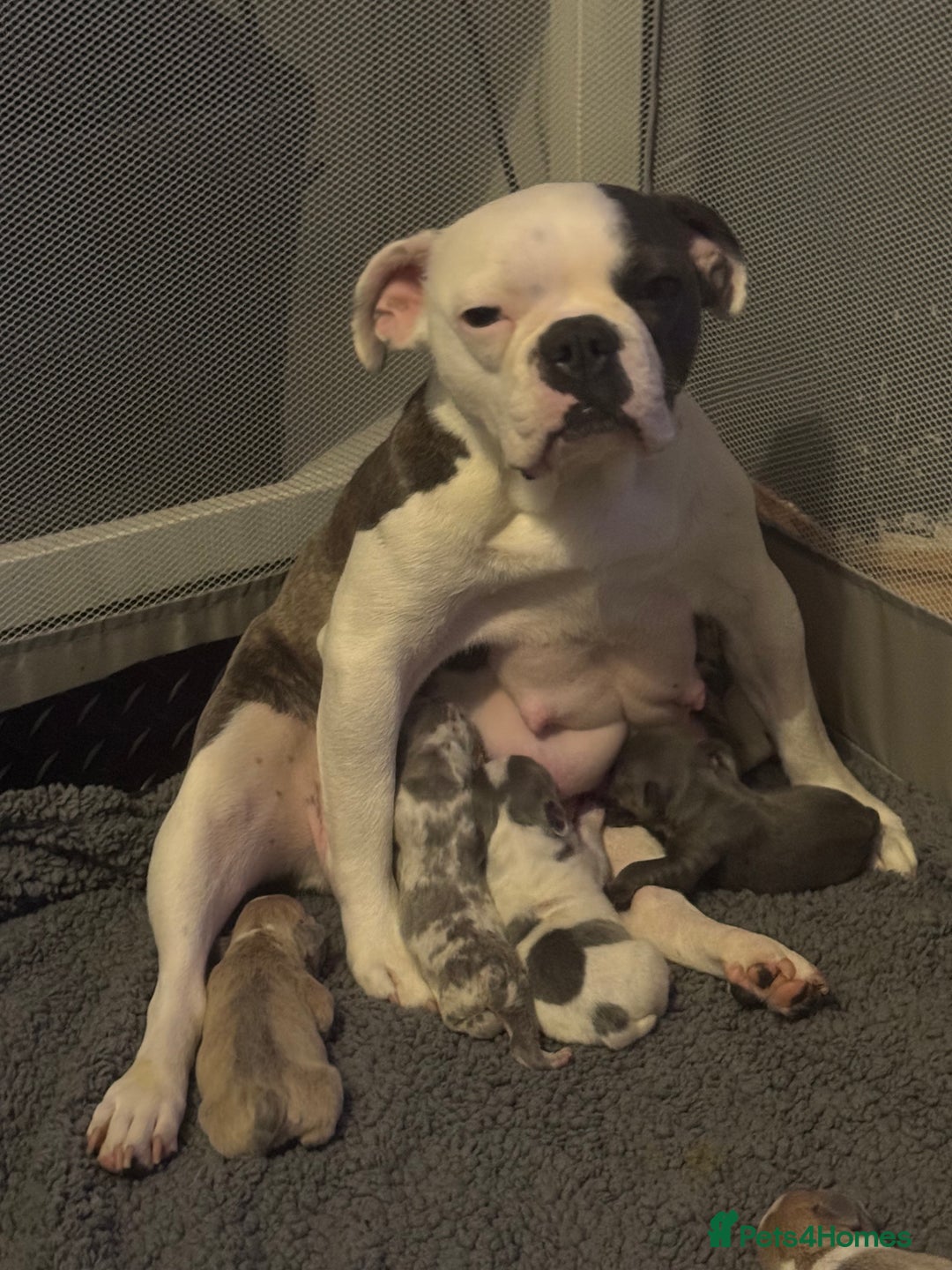 French Bulldog dogs for sale: REDUCED FEMALE FRENCH BULLDOG - Image 4