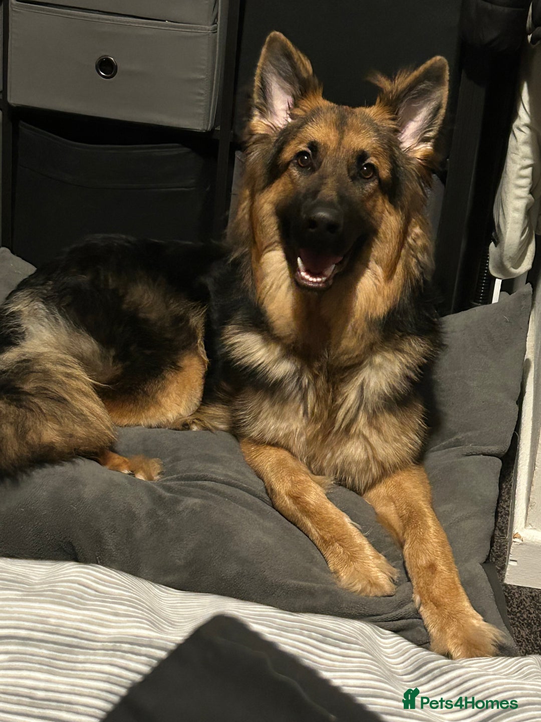 German Shepherd dogs for sale: German shepherd for good home - Advert 1