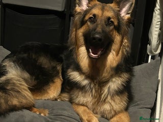 German Shepherd dogs German shepherd for good home - Advert 1