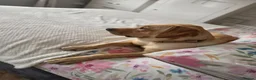 Golden Retriever dogs for sale: Golden retriever girl - Advert 4