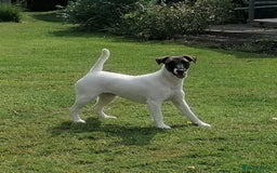 Fox Terrier dogs for sale: 13mth fox terrier smooth - Image 1