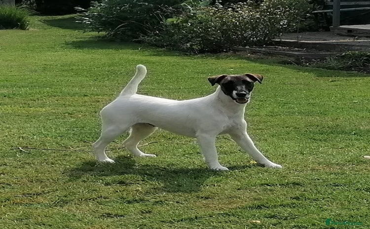 Fox Terrier dogs - Advert 5