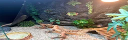 Bearded Dragon reptiles for sale: Female bearded dragon with vivarium  - Advert 2