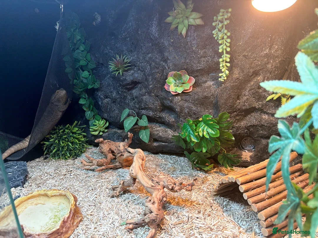 Bearded Dragon reptiles for sale: Female bearded dragon with vivarium  - Advert 2