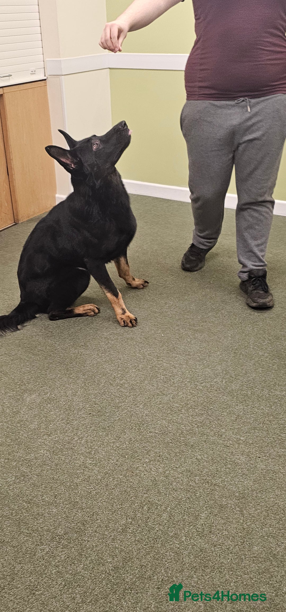 German Shepherd dogs for stud: King Shere khan von shepear at stud in Bedford - Image 8