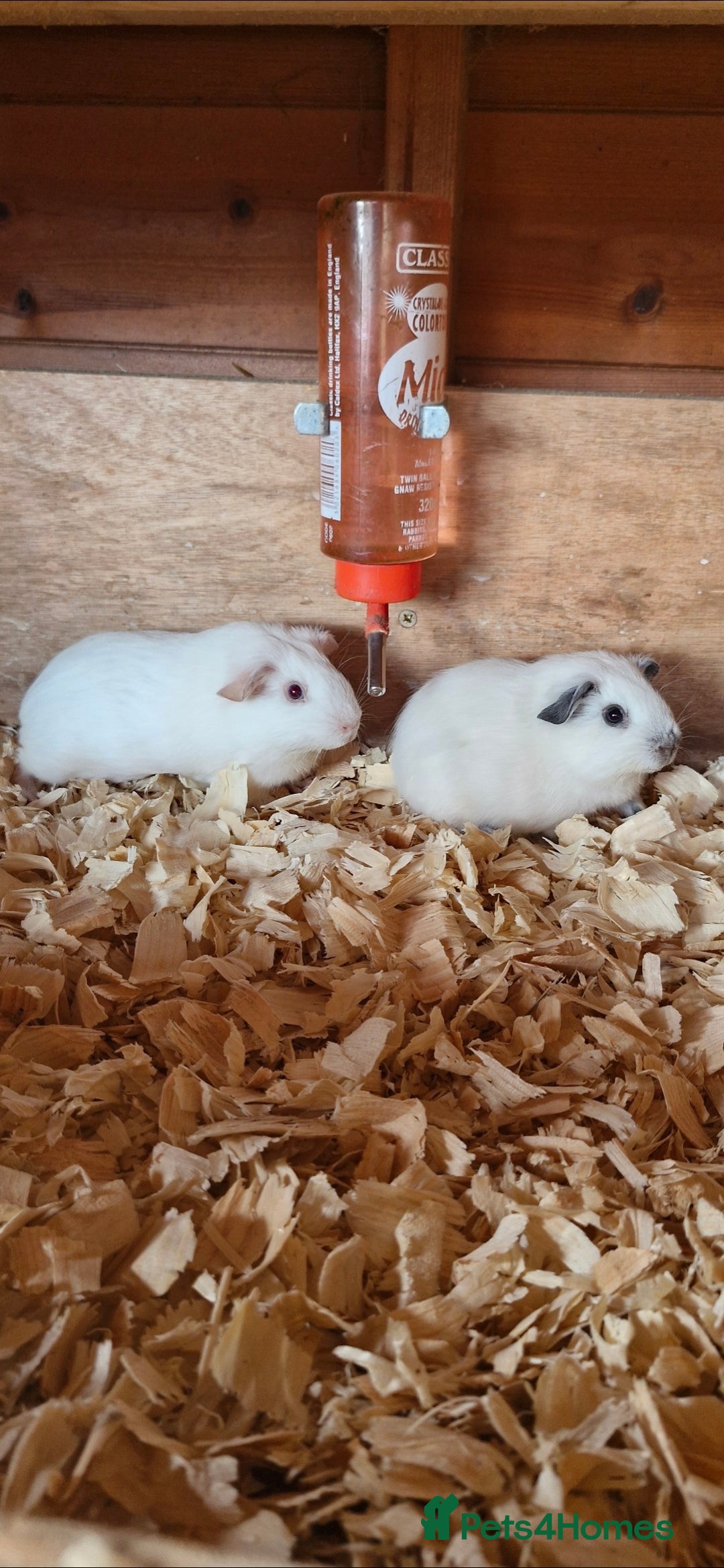 Guinea Pig rodents for sale: Pair Of Female Guinea Pigs  - Image 1