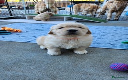 Golden Retriever dogs for sale: Litter of Golden Retriever Puppies Ready Now. - Image 1