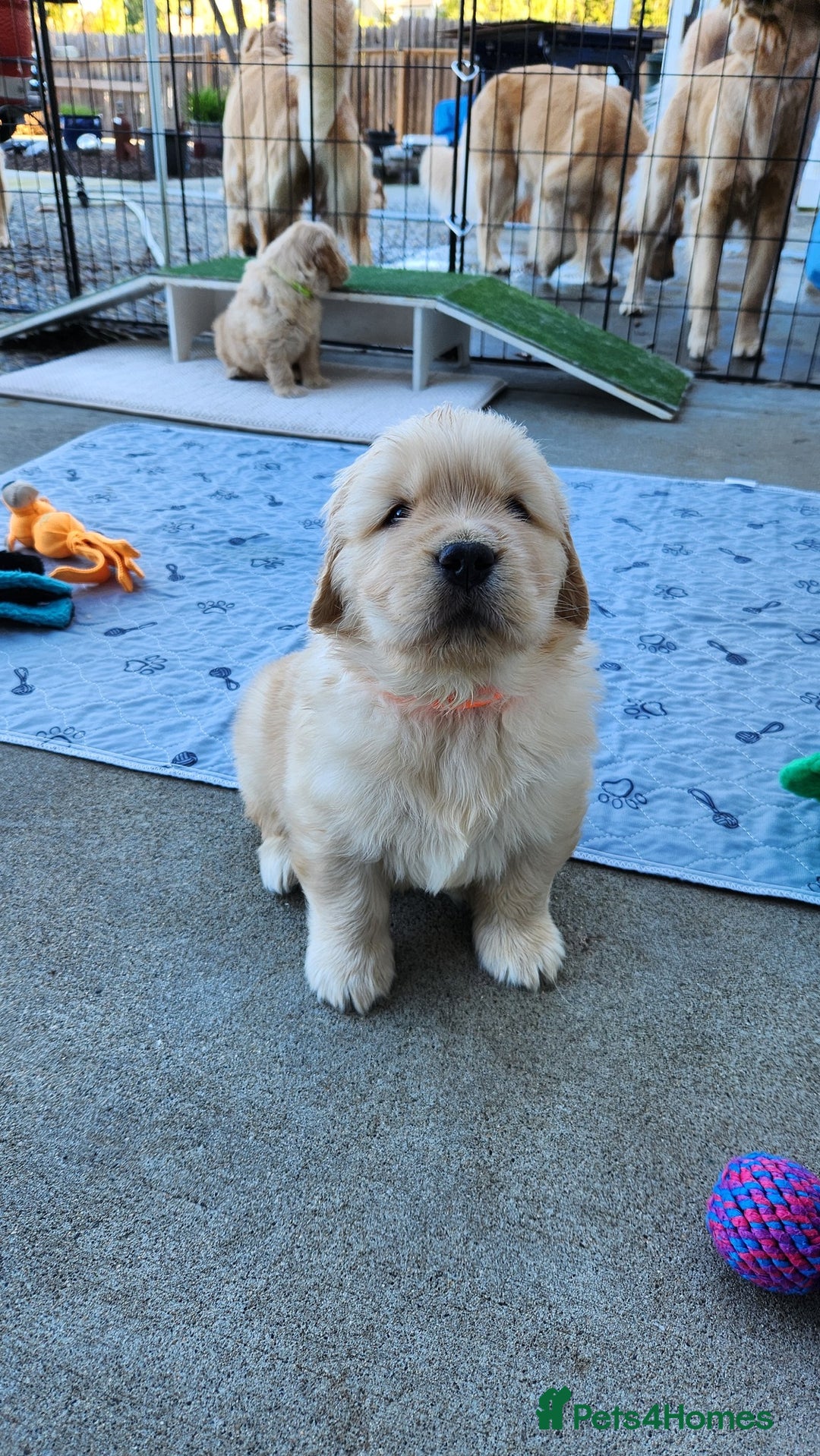Golden Retriever dogs for sale: Litter of Golden Retriever Puppies Ready Now. - Image 1