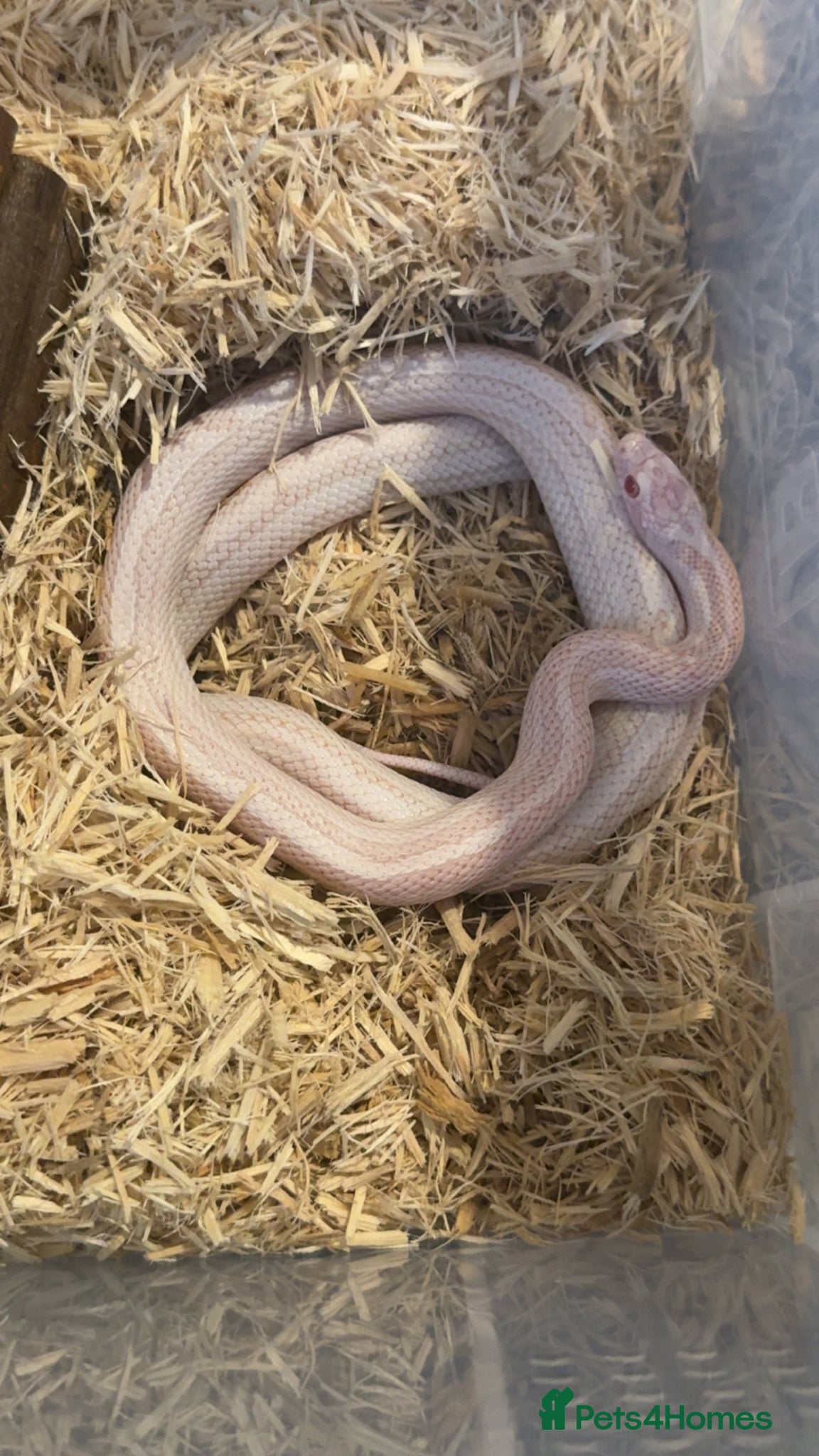 Corn Snake reptiles 2 corn snakes different morphs - Advert 2